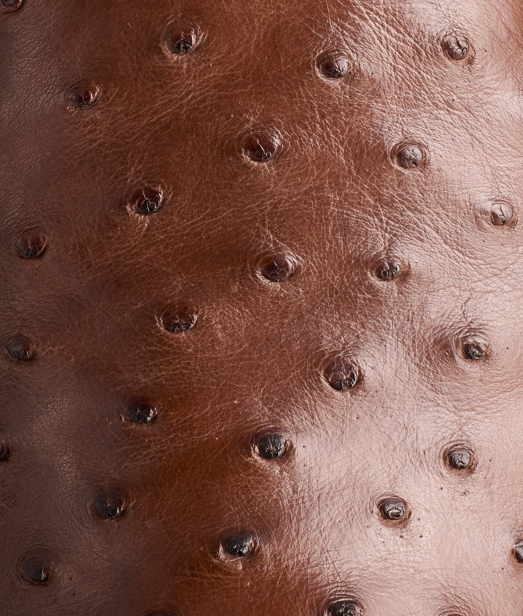 The Caller :: Sienna - Image 10