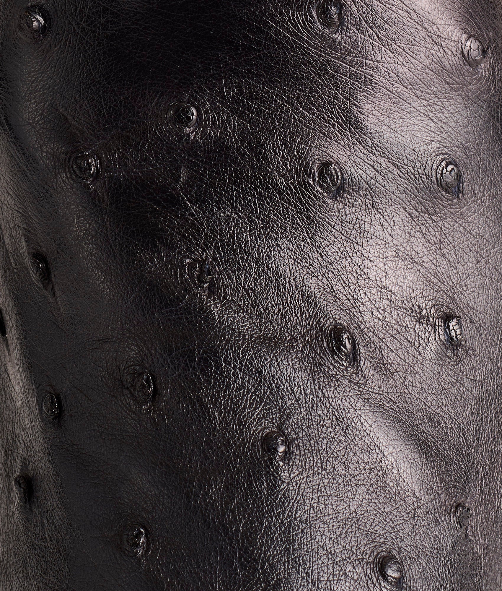 Josephine Horseman :: Antique Black - Image 7